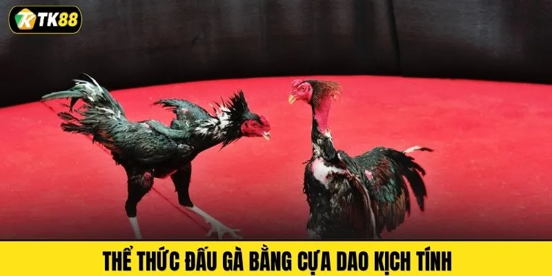 Thể thức đấu gà bằng cựa dao kịch tính